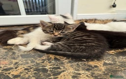 British Shorthair cats for sale: 5 kittens  - Image 2