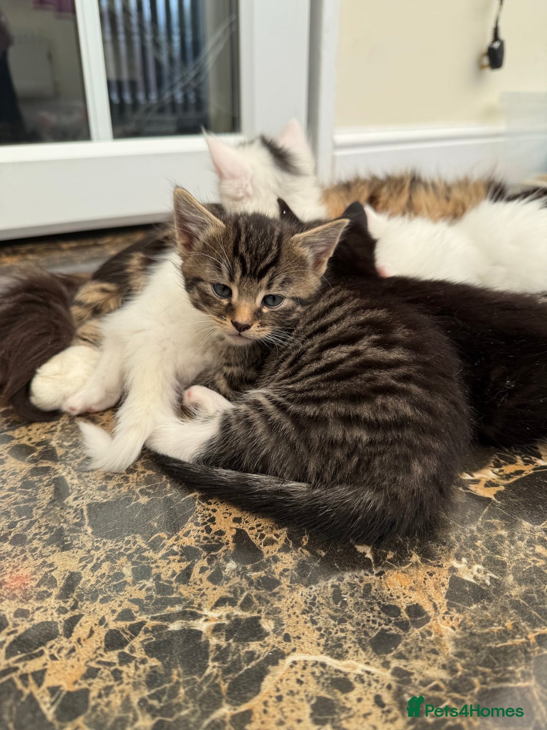 British Shorthair cats for sale: 5 kittens  - Image 2