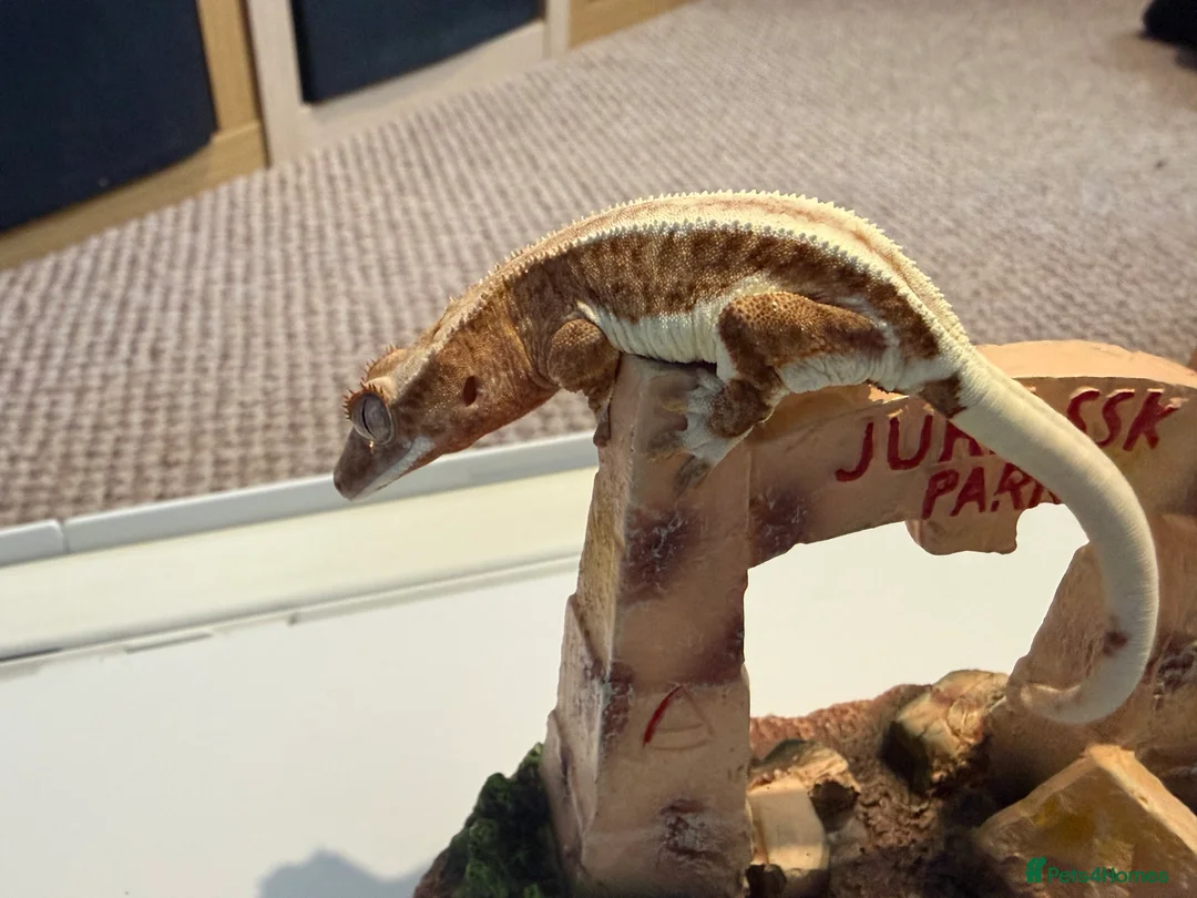 Gecko reptiles for sale: 🔥🔥❤️ Crested Geckos ❤️🔥🔥 - Advert 3
