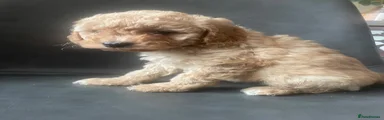Mixed Breed 2