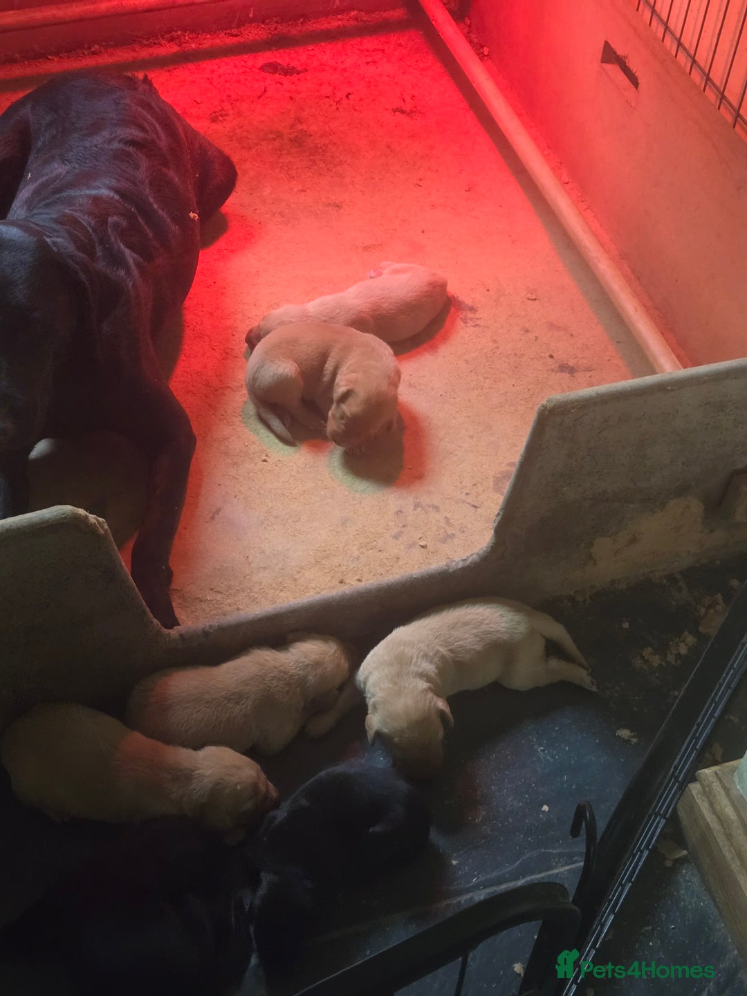 Labrador Retriever dogs for sale: Stunning litter of Fox Red and Black Labradors - Image 20