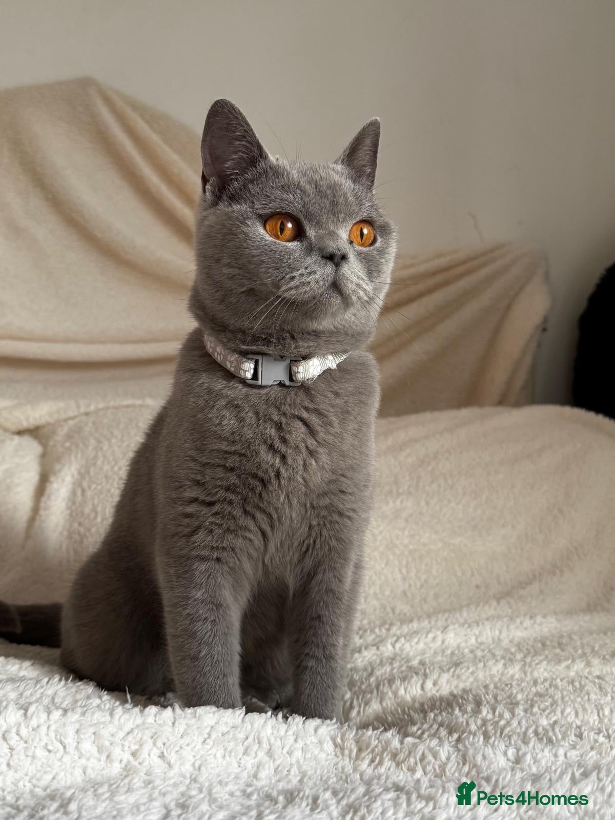 British Shorthair cats 🏆CHAMPION BLOODLINES🏆.British Longhair Kittens. - Advert 1