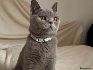 British Shorthair cats 🏆CHAMPION BLOODLINES🏆.British Longhair Kittens. - Advert 1