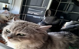 Persian cats for stud: ❤️SILVER PERSIAN CHINCHILLA ADORABLE FOR STUD❤️ in Grimsby - Image 5