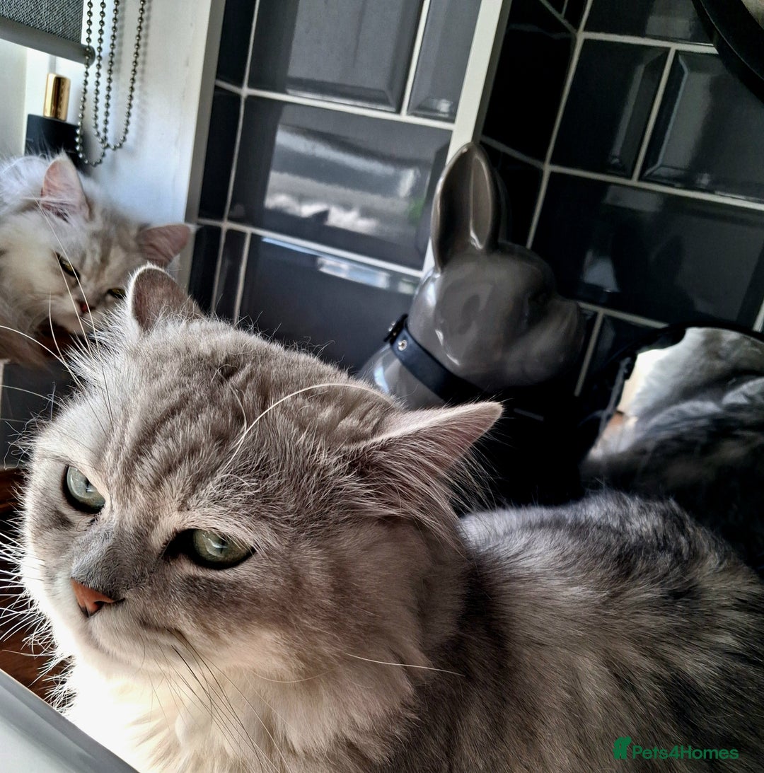 Persian cats for stud: ❤️SILVER PERSIAN CHINCHILLA ADORABLE FOR STUD❤️ in Grimsby - Image 5