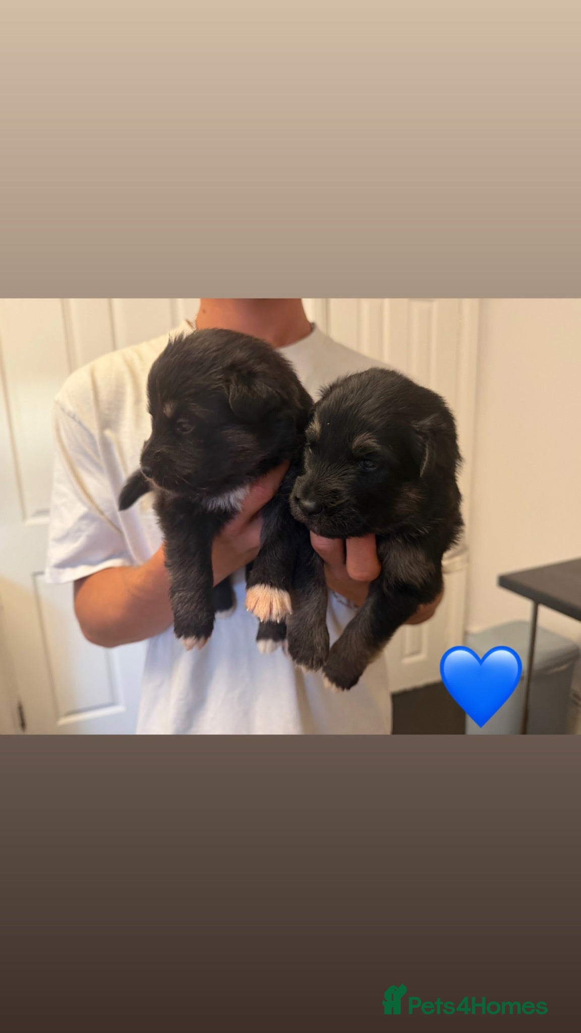 Shepsky dogs Beautiful shepsky pups for sale  - Advert 1