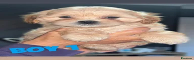Shihpoo 1