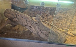 Bearded Dragon reptiles for sale: 5 year old bearded dragon with full set up. - Image 3