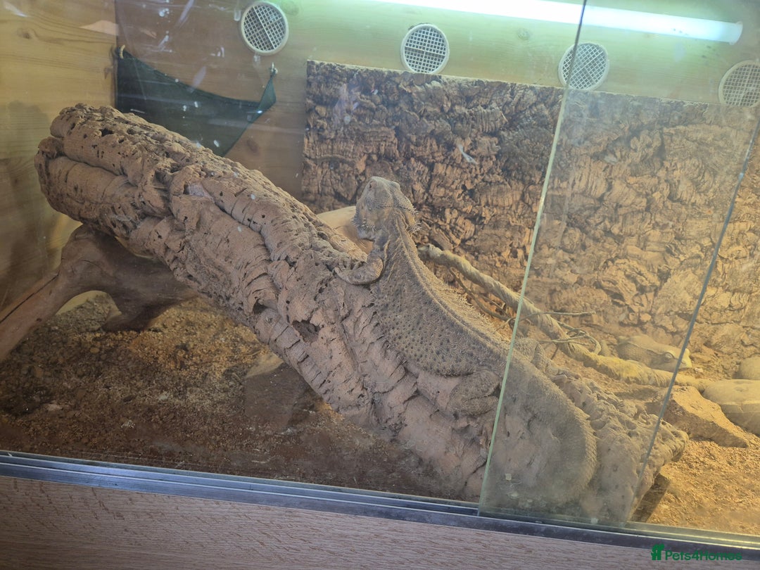 Bearded Dragon reptiles for sale: 5 year old bearded dragon with full set up. - Image 3