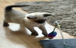 Siamese cats for sale: SIAMESE KITTENS - Image 6