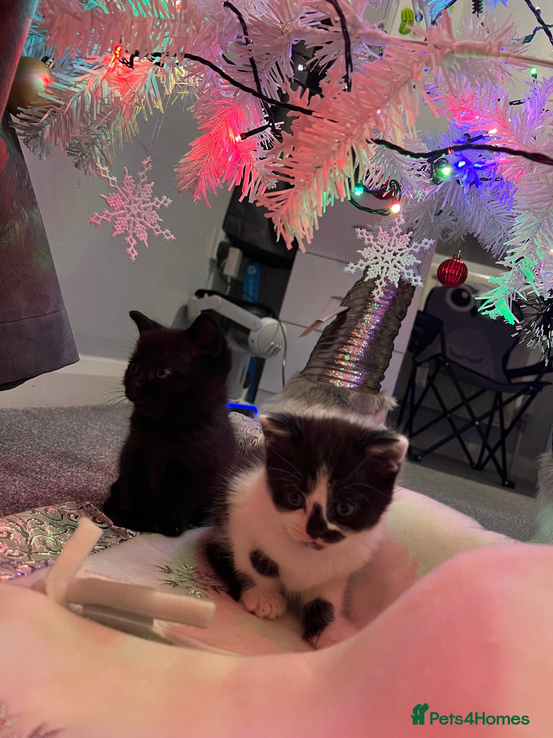 British Shorthair cats for sale: Beautiful British Shorthair Kittens  - Advert 4