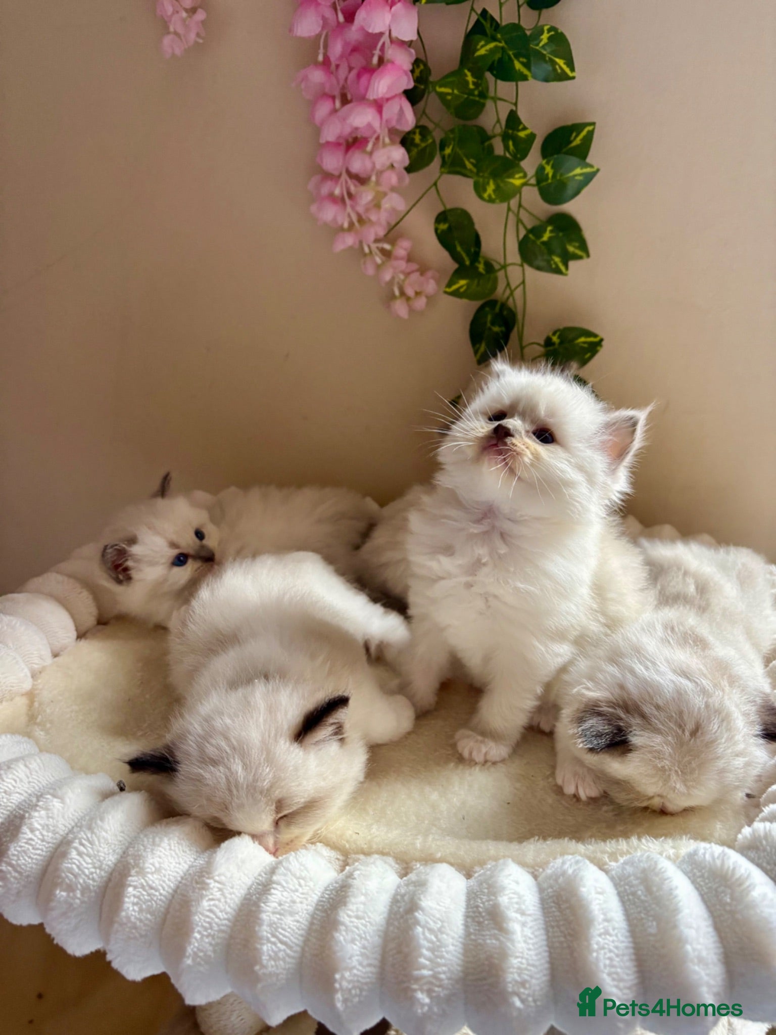Ragdoll cats  Ragdoll kittens TICA pedigree  - Advert 7