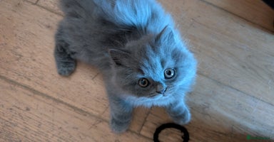 British Longhair cats - Advert 8
