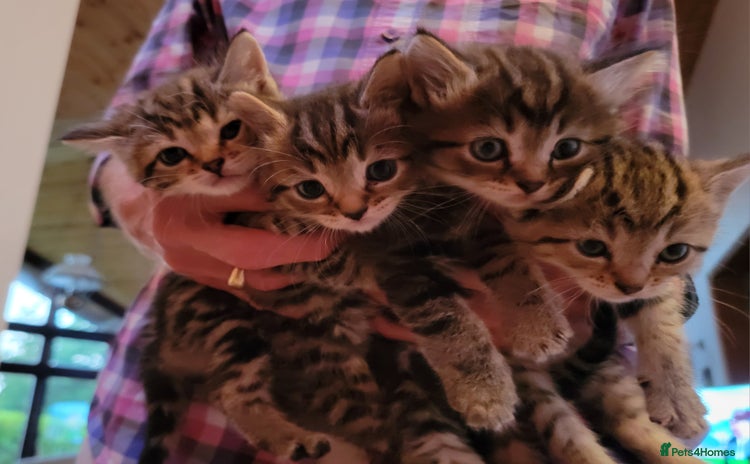 Mixed Breed cats - Advert 1