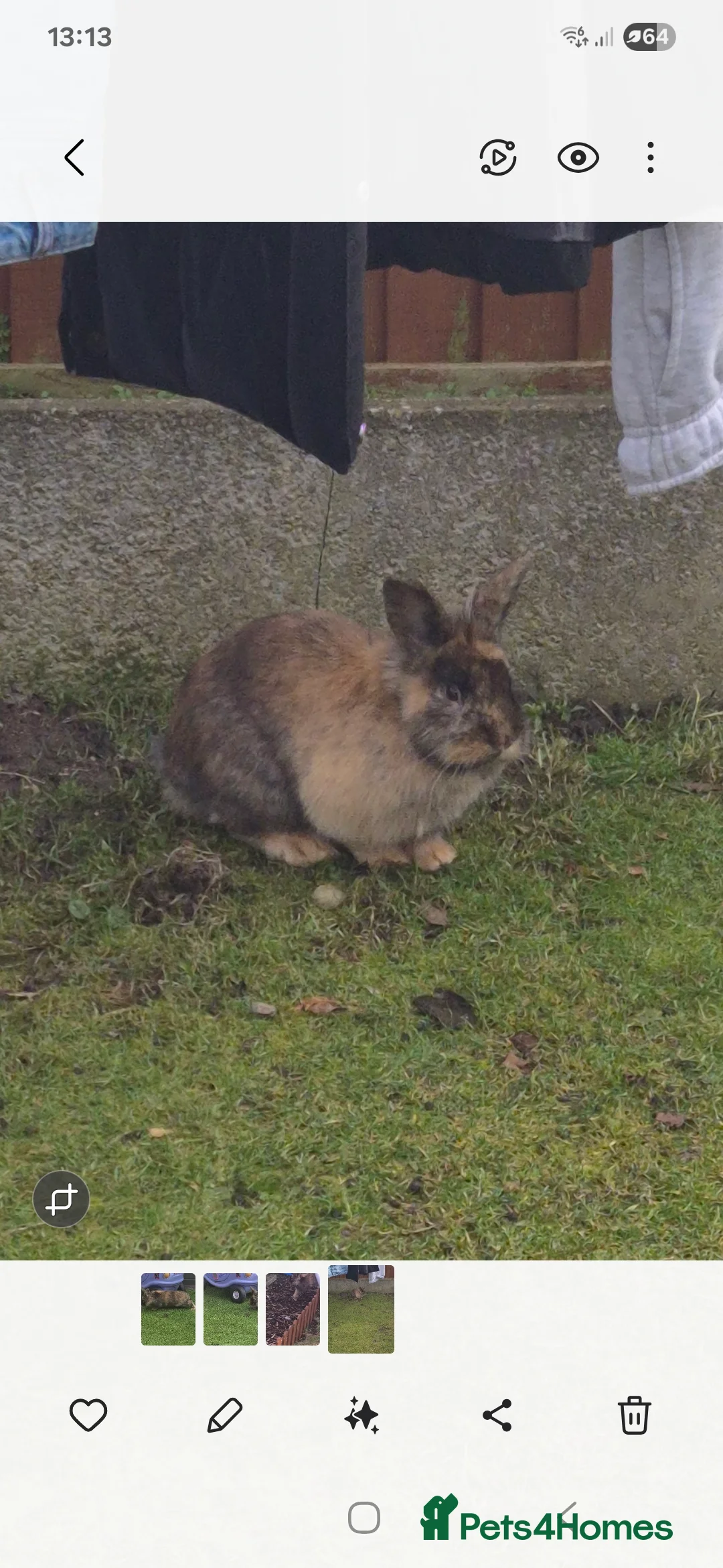 Mixed Breed rabbits for sale: Male rabbit - Advert 2