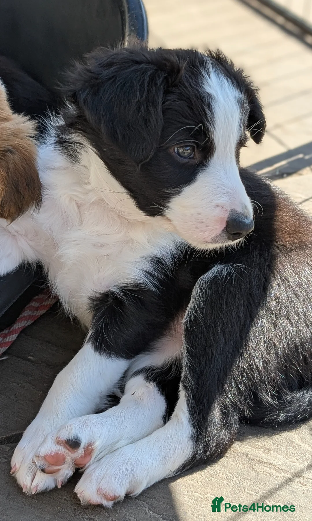 Border Collie dogs for sale: Beautiful Berry the Seal coloured Border Collie - Advert 2