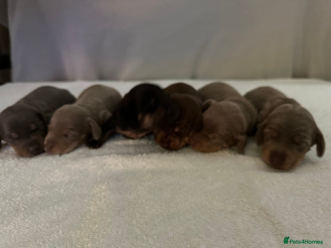 Dachshund dogs for sale: 6 Dachshund Puppies - Advert 2
