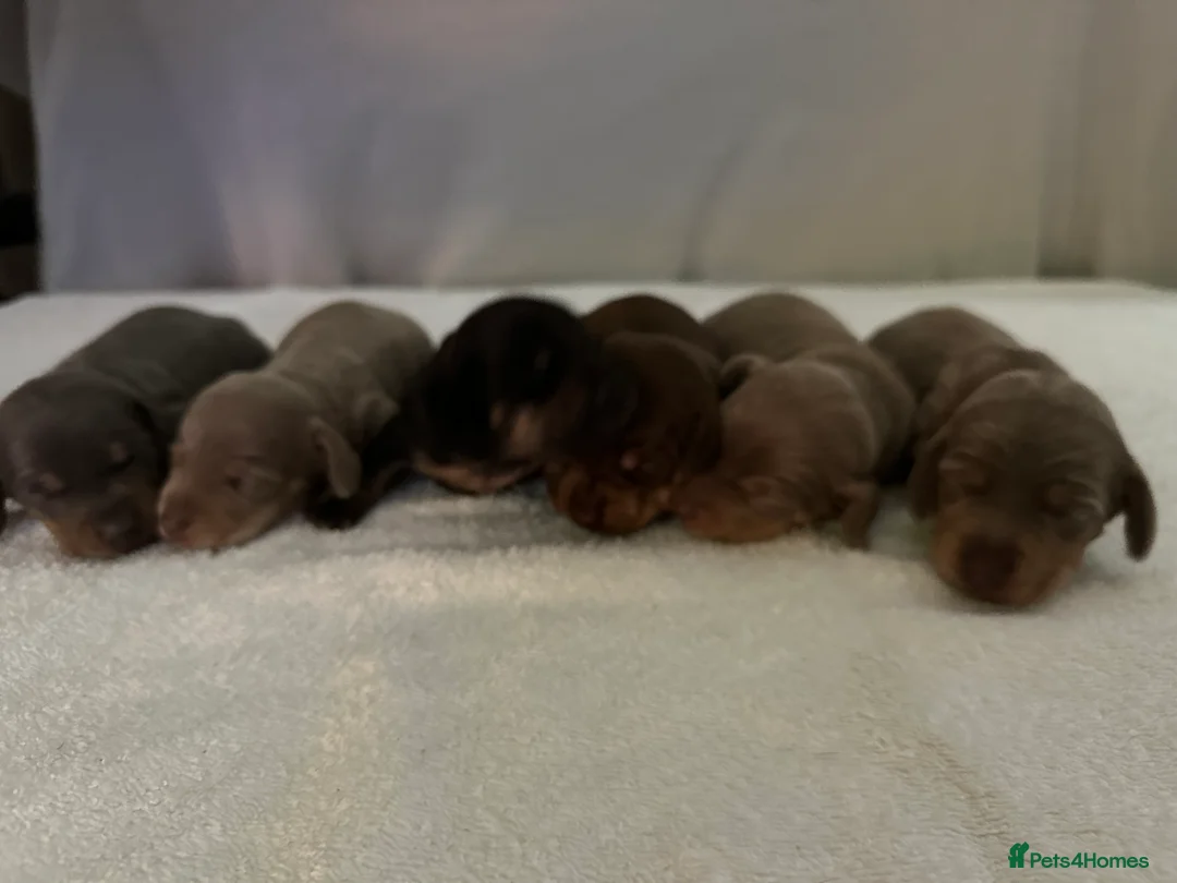 Dachshund dogs for sale: 6 Dachshund Puppies - Advert 2