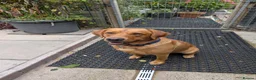 Labrador Retriever dogs for stud: Handsome Fox Red Labrador  - Advert 2