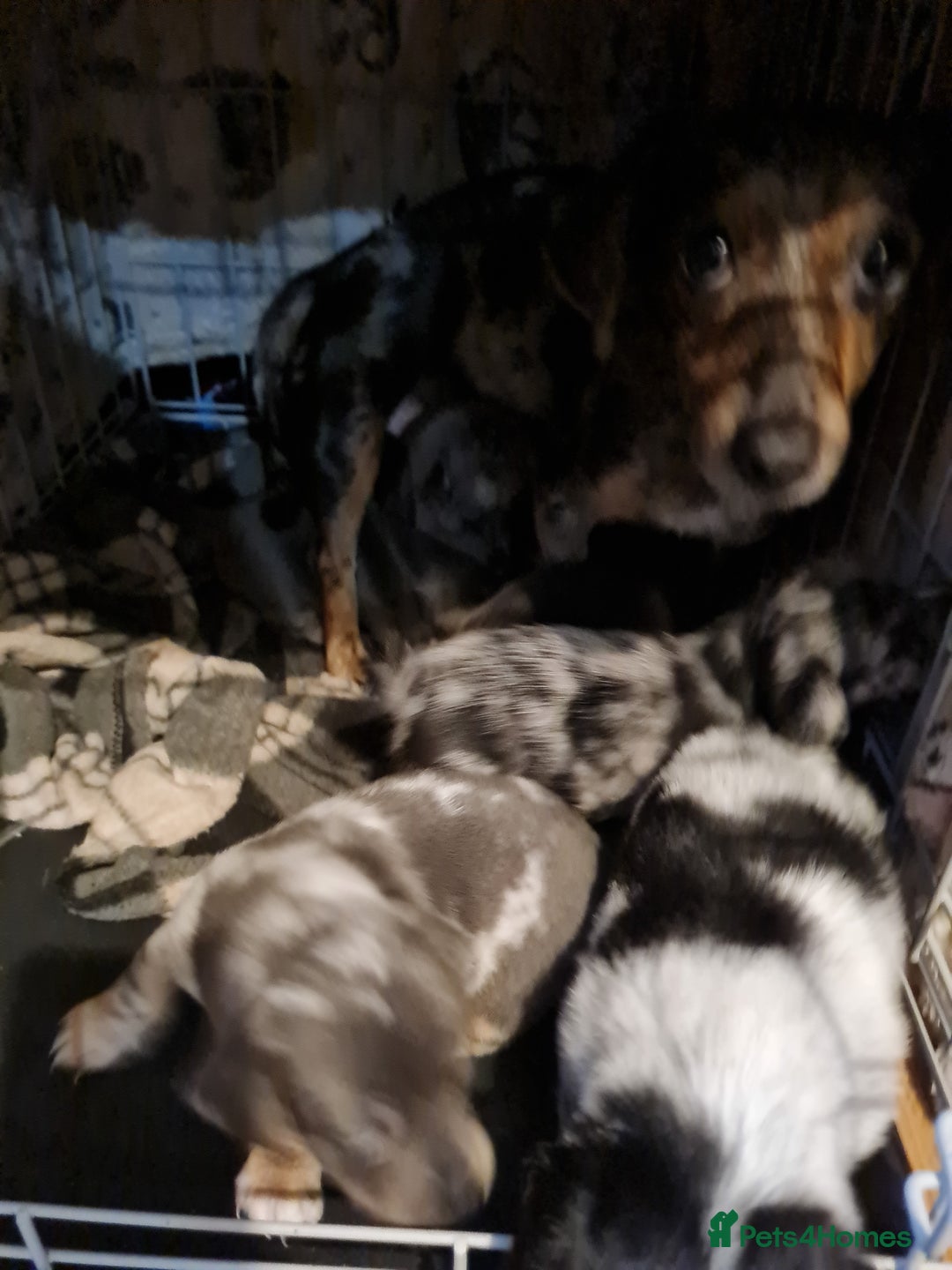 Mixed Breed dogs for sale: Last 2 puppies dachshund cross - Image 5