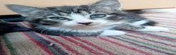 Mixed Breed cats for sale: Kittens for sale - Advert 19