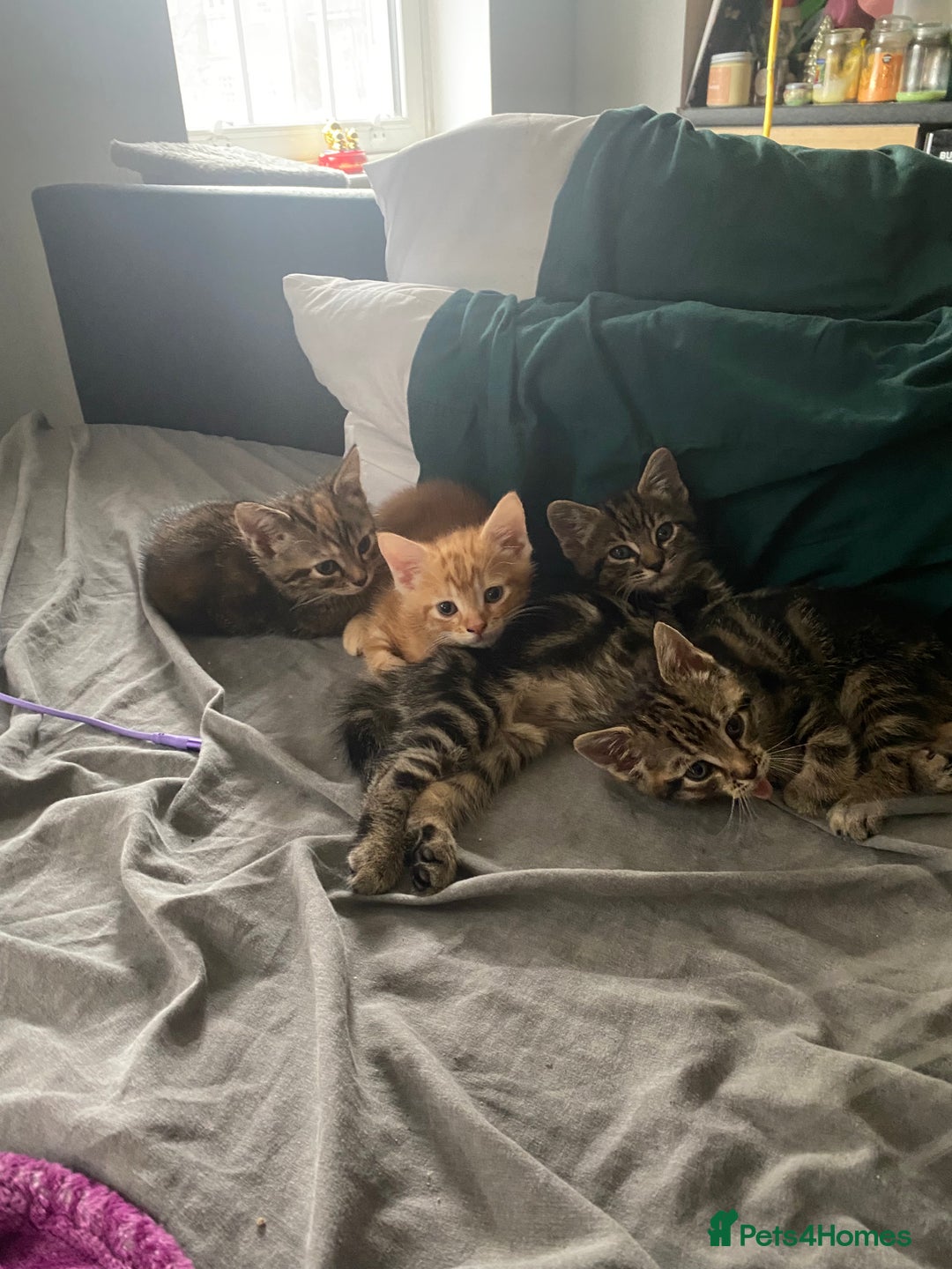 Domestic Shorthair cats for sale: Friendly 1 year old male domestic shorthair - Advert 4
