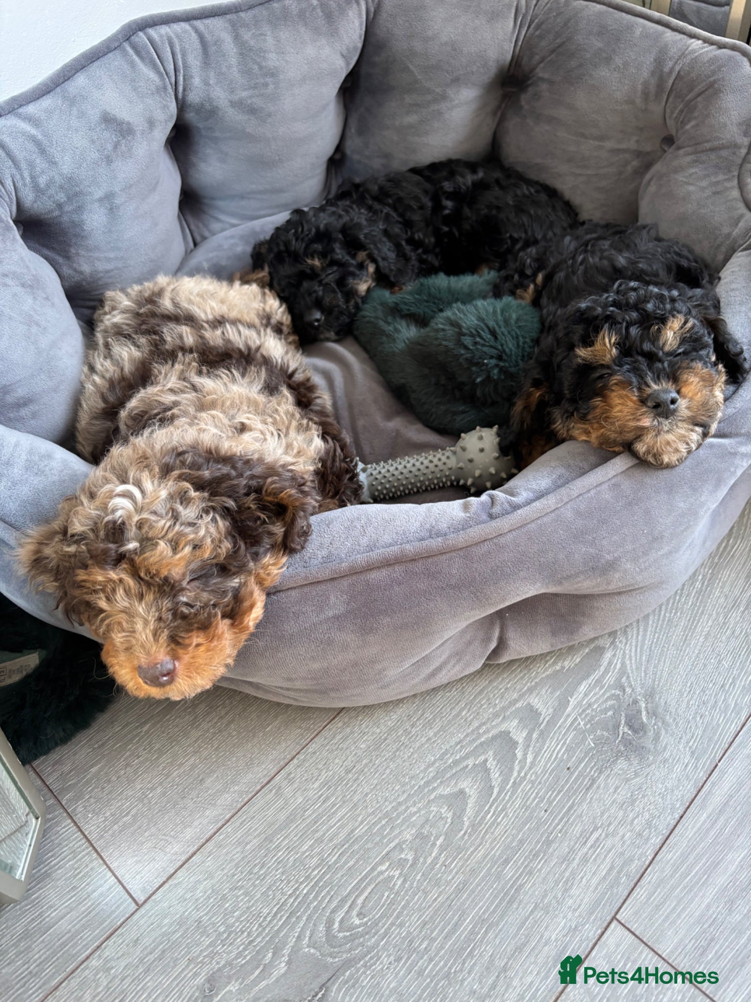 Cavapoo dogs F1B Cavapoos ready to leave Saturday  - Advert 5