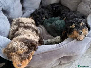 Cavapoo dogs F1B Cavapoos ready to leave Saturday - Advert 5