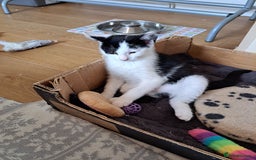 Domestic Shorthair cats for sale: 2 Gorgeous Pairs Of Kittens - Image 13