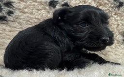 Miniature Schnauzer dogs for sale: Miniature schnauzers pups - Image 11