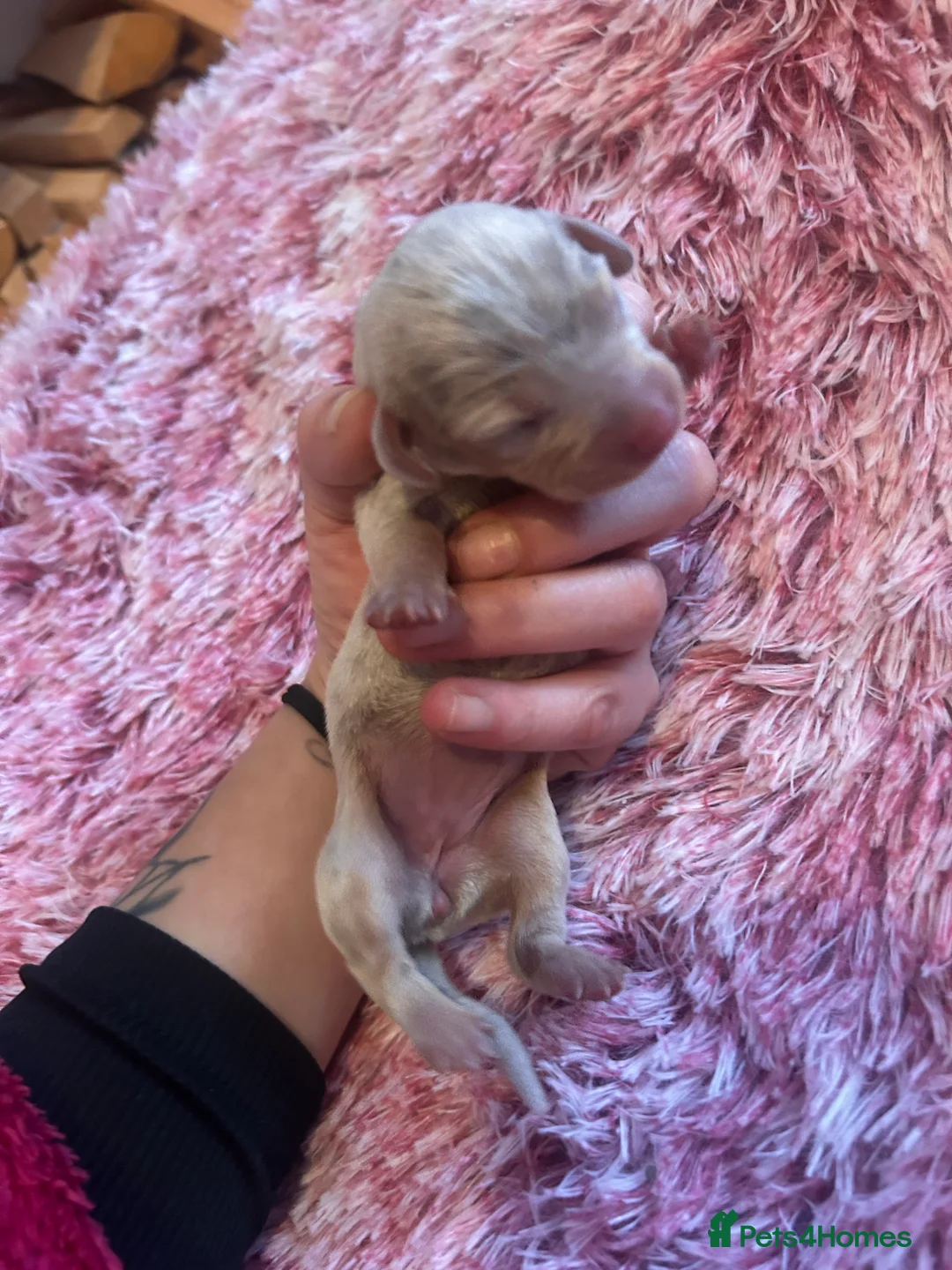 Miniature Dachshund dogs for sale: Stunning Dapple miniature dachshunds  - Advert 27