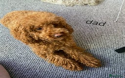 Cavapoo dogs for sale: Adorable Cavapoo Puppies -Ready 23rd -December! - Advert 9