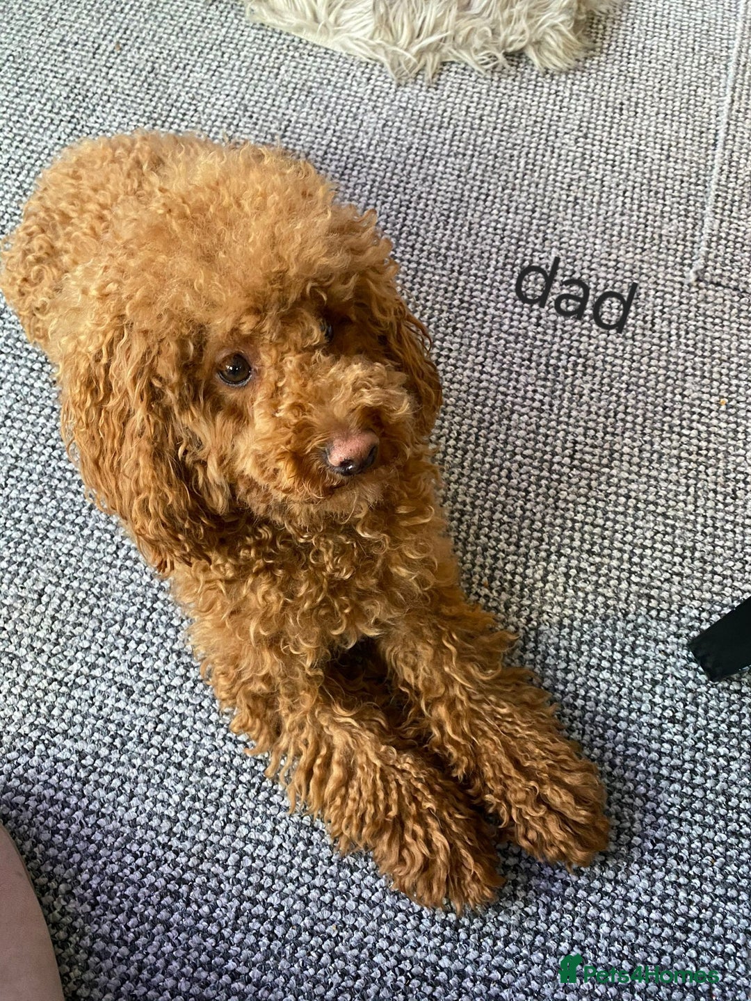 Cavapoo dogs for sale: Adorable Cavapoo Puppies -Ready 23rd -December! - Advert 9