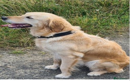 Golden Retriever dogs for sale: Golden Retriever puppies ready to leave us now - Image 5