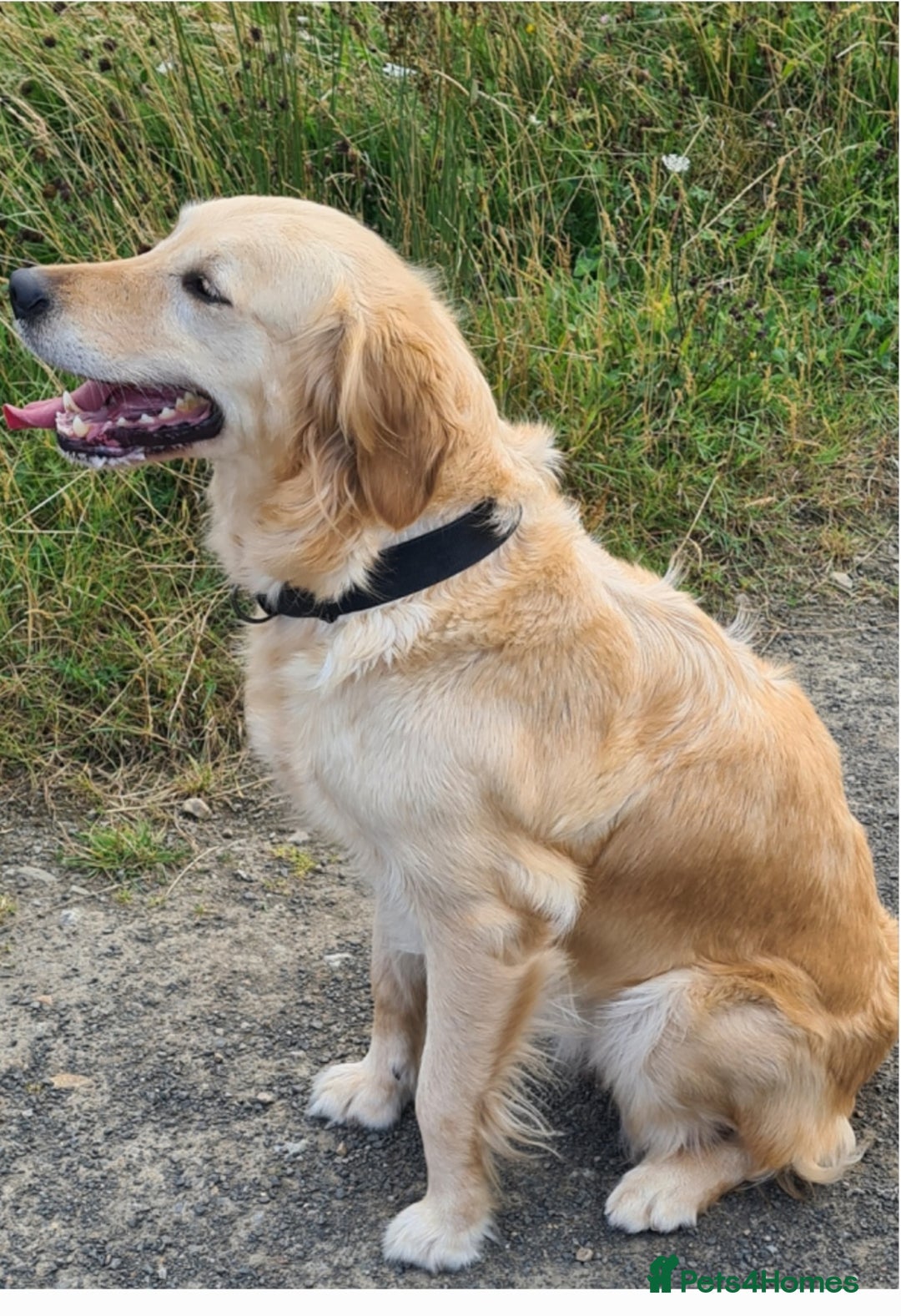 Golden Retriever dogs for sale: Golden Retriever puppies ready to leave us now - Image 5