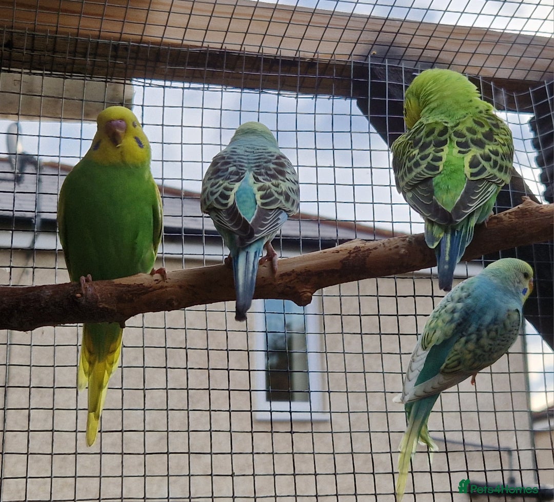 Budgerigars birds for sale: 6 baby budgies for sale from £30 to £40 - Image 5