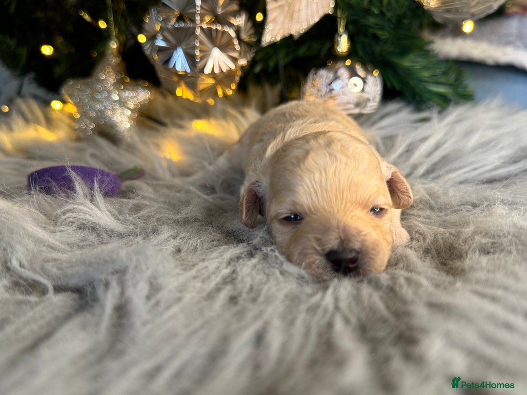 Cavapoo dogs for sale:  F1 poochons health tested parents 🐶 - Advert 23