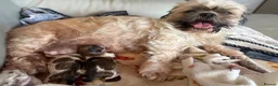 Shih Tzu dogs for sale: Beautiful pedigree Imperial Shih Tzu puppies  - Advert 7