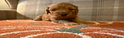 Cockapoo dogs for sale: Beautiful Litter of F1 Toy Cockapoo Puppies - Advert 13