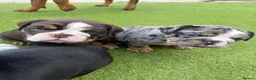 Olde English Bulldogge dogs for sale: STUNNING RARE OLD ENGLISH BULLDOG PUPS - Advert 9