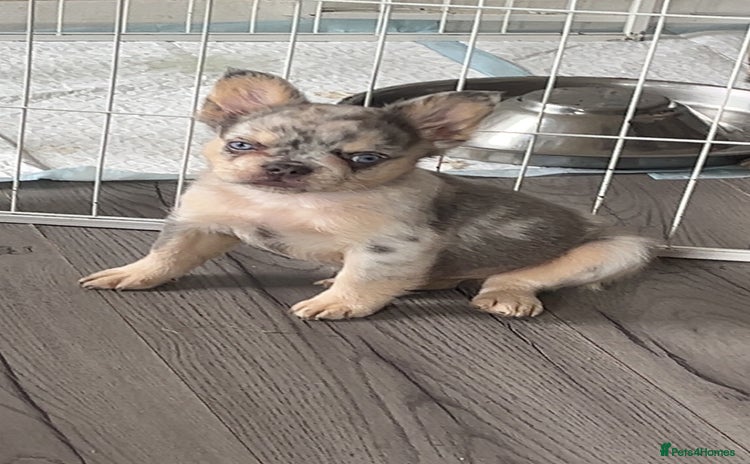 French Bulldog dogs - Advert 11