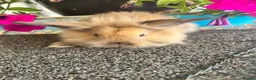 Lionhead rabbits for sale: 🦋Pure breed Teddy lionheads 🦋 - Advert 26