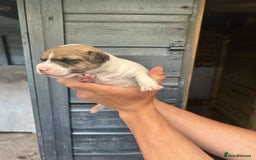 Jack Russell dogs for sale: 4 Jack Russel pups for sale  - Image 2
