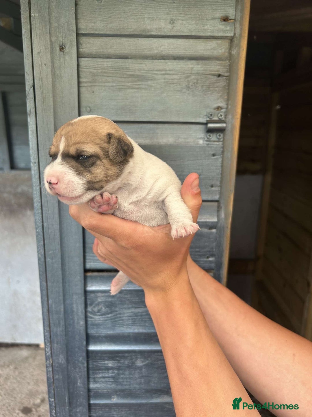 Jack Russell dogs for sale: 4 Jack Russel pups for sale  - Image 2