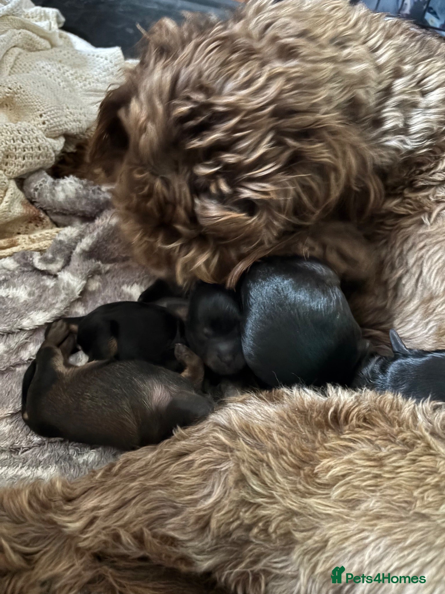 Cockapoo dogs READY NOW Adorable cockapoo puppies - Advert 1