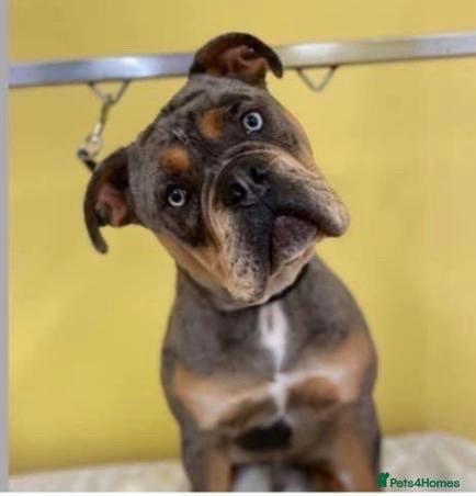 Olde English Bulldogge dogs Male bulldogge  - Advert 3