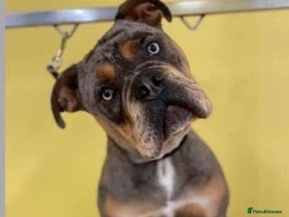 Olde English Bulldogge dogs Male bulldogge - Advert 2