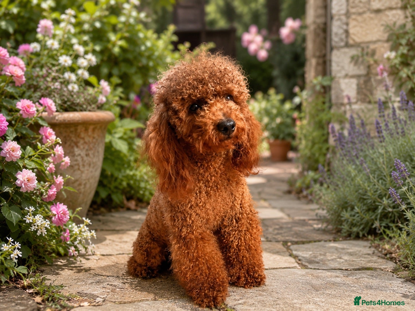 Toy Poodle dogs Wonderful Female Asian young adult  - Advert 2