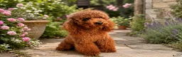 Toy Poodle dogs for sale: Wonderful Female Asian young adult  - Advert 2