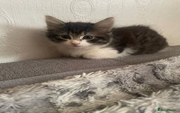 Mixed Breed cats for sale: Mix maine cone kittens  - Image 25